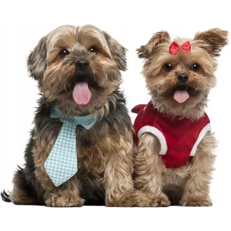 Billig Väggdekal - Shih Tzu-